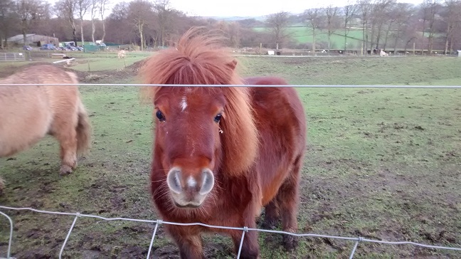 Shetland Pony s